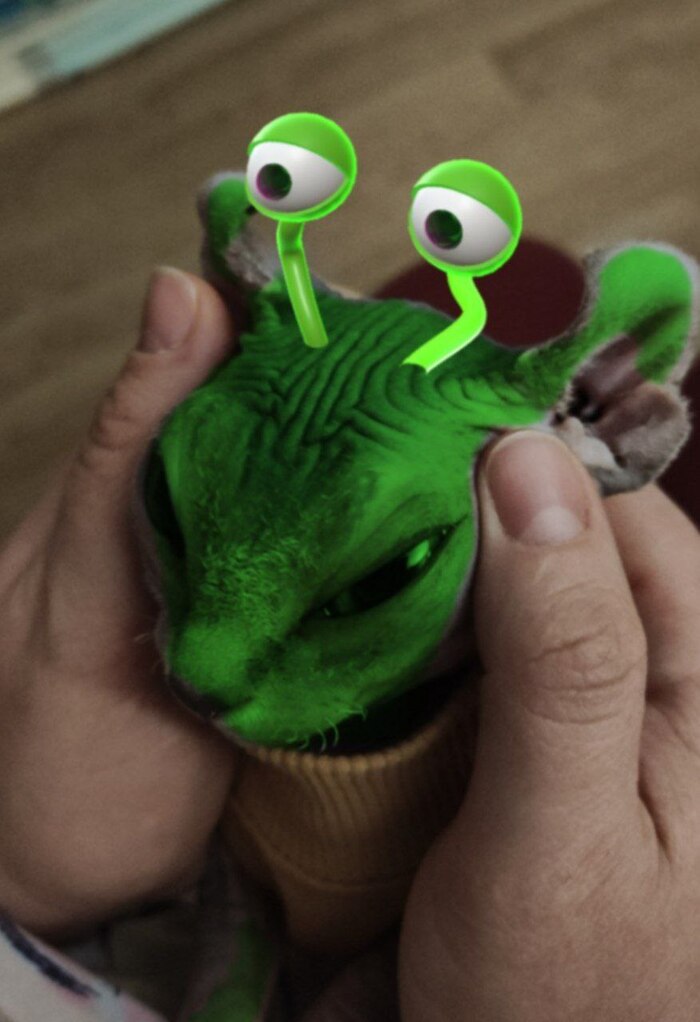 Кот Финик НЛО