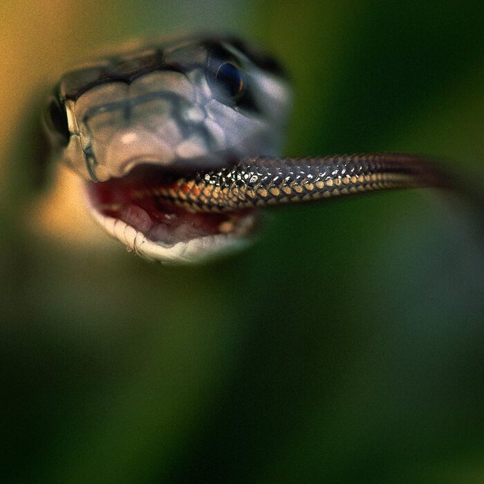 Молодая королевская кобра пожирает водяную змею