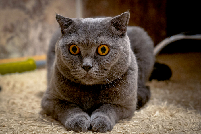 Зовут Кекс.