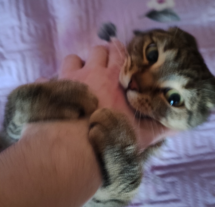    &quot;,   ,   &quot;