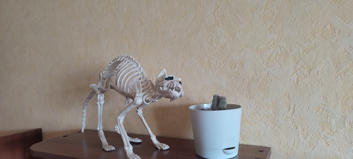 Подтверждаю. Фото кота. Отожрался к зиме.