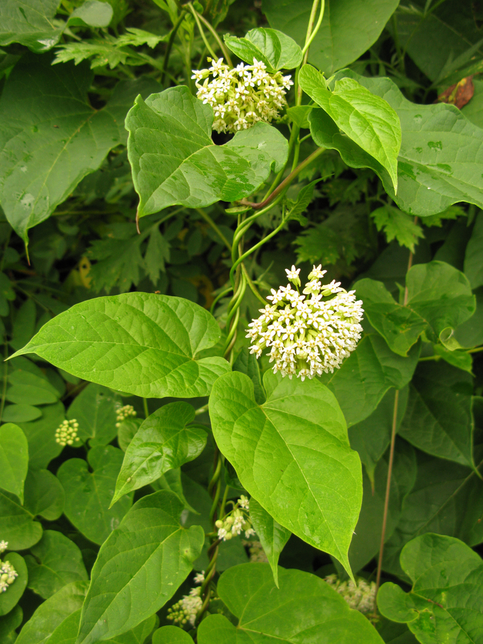 Ластовень Максимовича, общий вид растения. Фото с сайта <!--noindex--><a href="https://pikabu.ru/story/ikema_ili_lastoven_maksimovicha_13454415?u=http%3A%2F%2Fwikimedia.org&t=wikimedia.org&h=1fac217ca71d87040861ea21157e9ab869414d0c" title="http://wikimedia.org" target="_blank" rel="nofollow noopener">wikimedia.org</a><!--/noindex-->