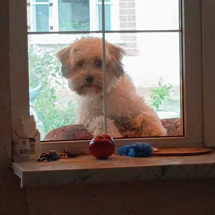 Чем не кот ?