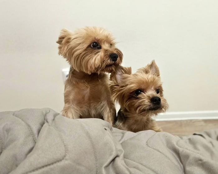 Тони Монтана и Фрош.