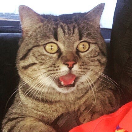  Mogwai38  &quot;,   ,   &quot;