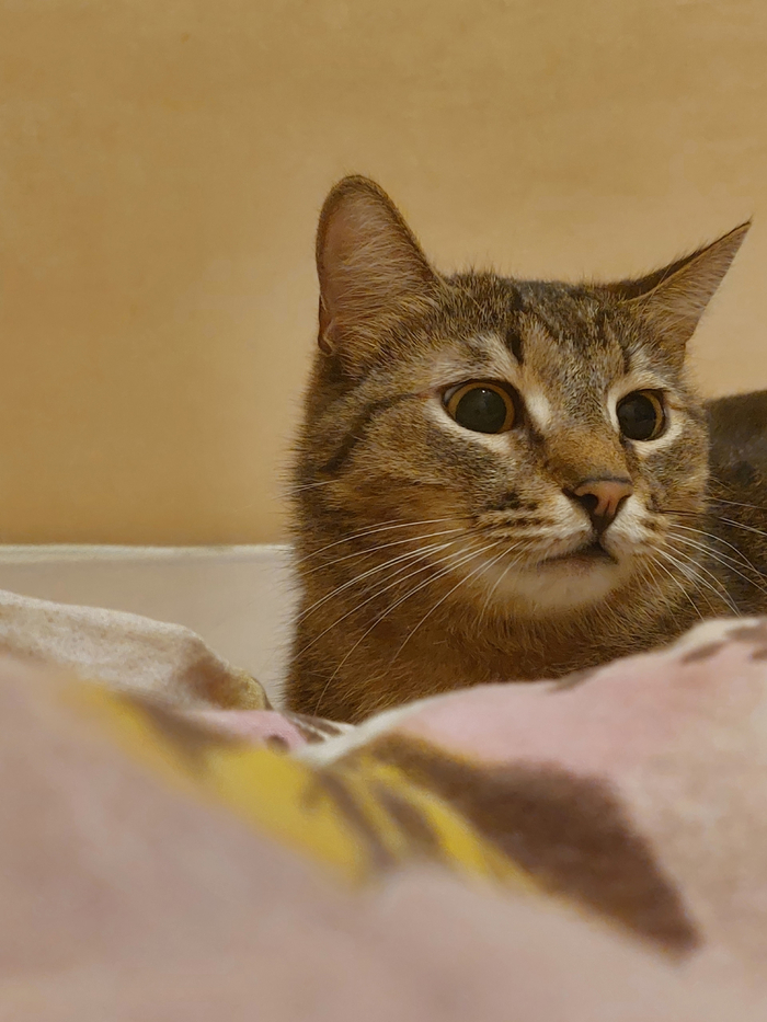 Подтверждаю. Любимое фото любимого кота. Кусь.