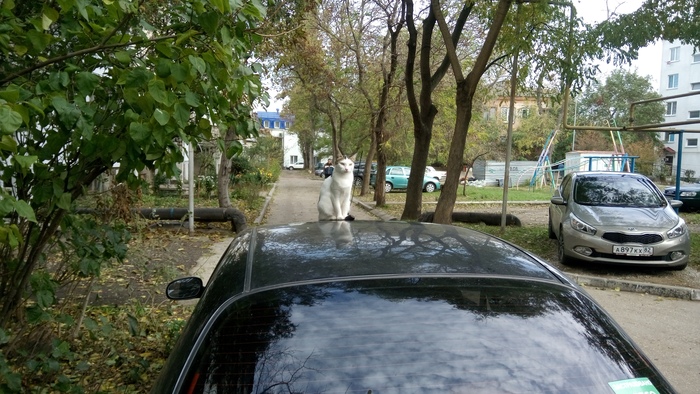 Ответ на пост «"Подтвердите, что вы пикабушник, добавив фото кота"