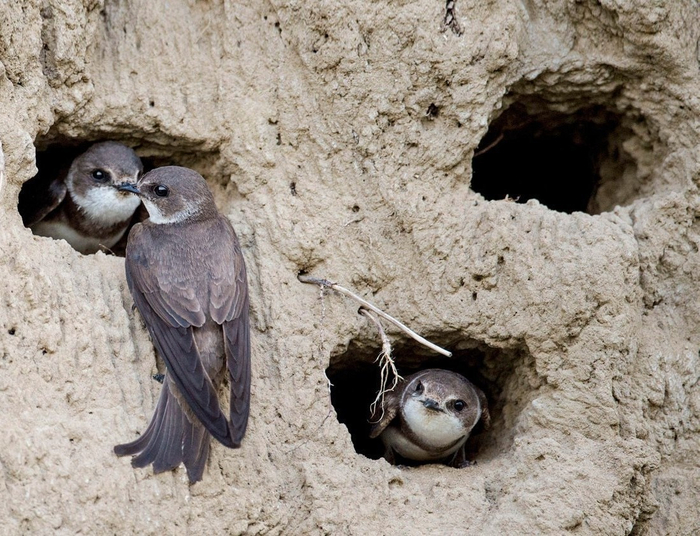Гнёзда лепятся друг к другу максимально близко — на расстоянии 10-15 см. А вы ещё на перенаселённость многоэтажек жалуетесь!
