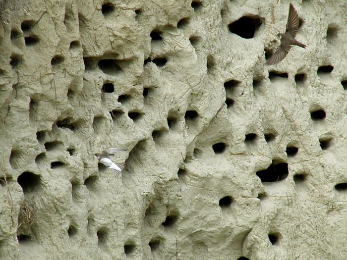 Трипофобам на такое лучше не смотреть.