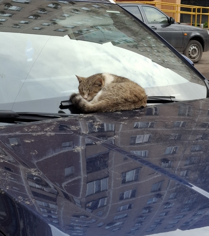 Привет. Кошечка замёрзла и, оставив следы лапок на капоте, греется на машине. Пока