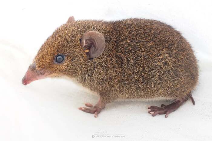    (Hylomys peguensis).