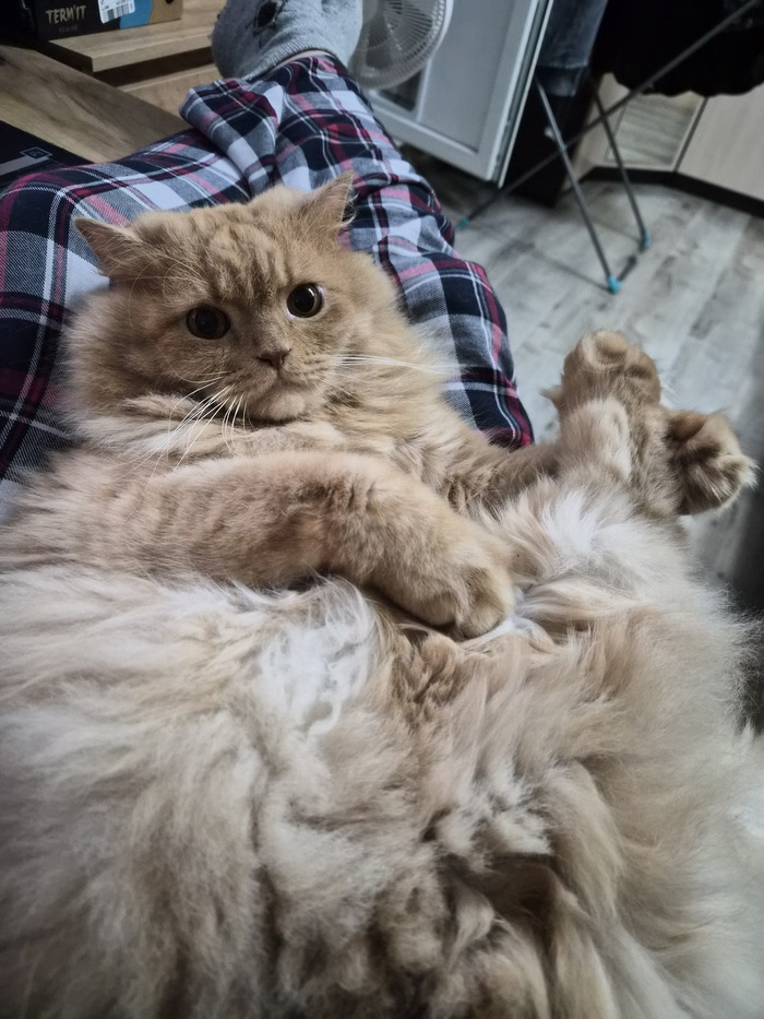    &quot;,   ,   &quot;