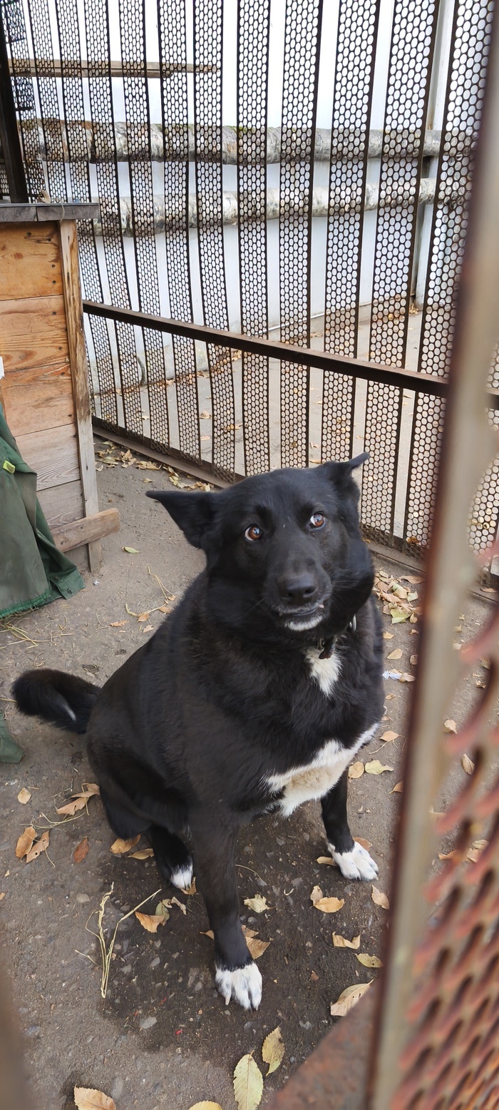 к сожалению Пушок отжил свое, вот Администрация нам дала новую старожилу "Анжела" (кстати очень умная для дворняги!!!)