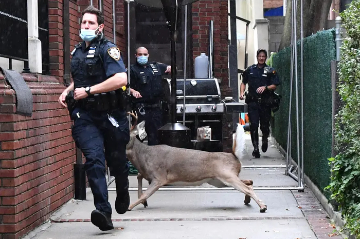 Хватай его, он уходит!