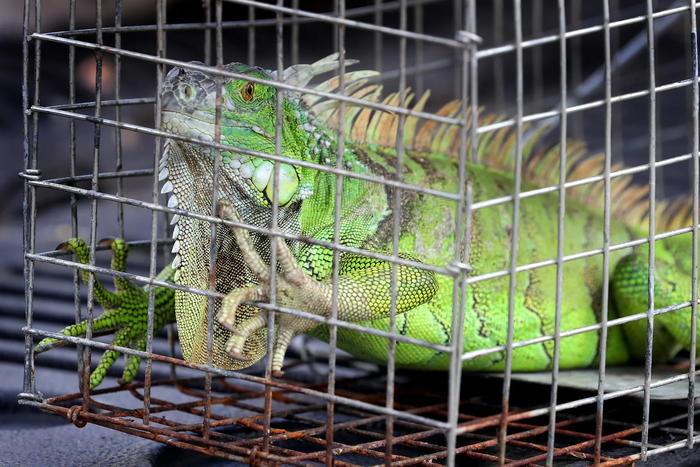 Стойте, это ошибка! Я просто выносил мусор!