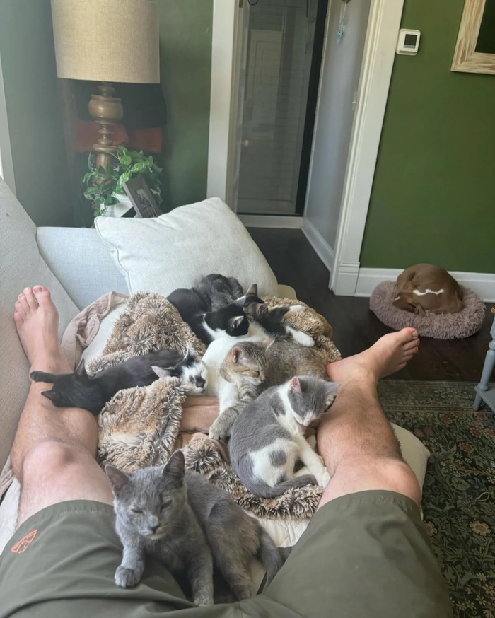 Попытка тайком вздремнуть днем в доме, где твоя жена управляет спасательной службой для животных