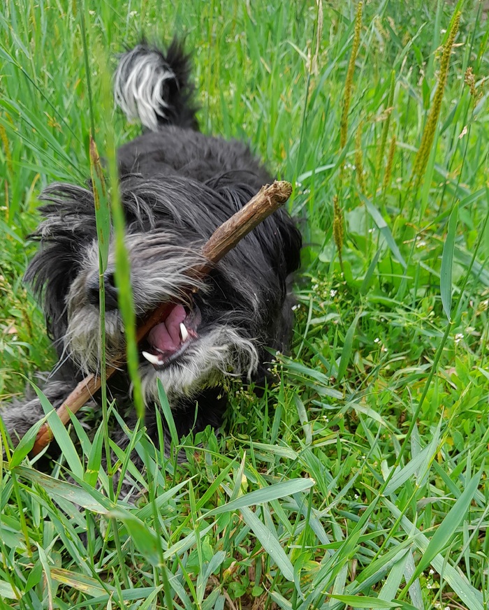 Ответ на пост «"Подтвердите, что вы пикабушник, добавив фото кота"»