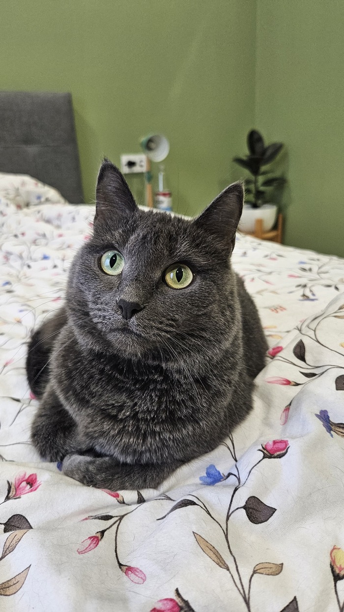 Ответ на пост «"Подтвердите, что вы пикабушник, добавив фото кота"»