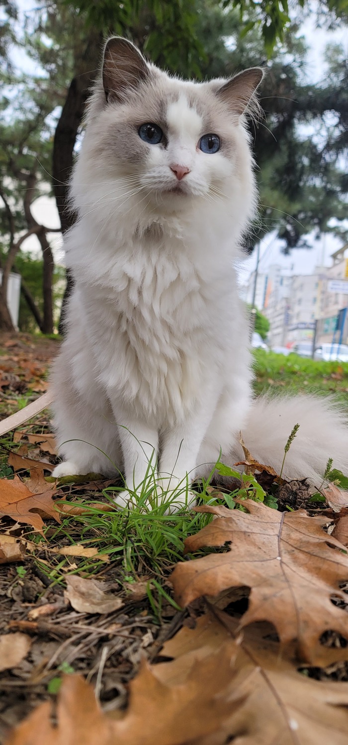 Я тоже пикабушник