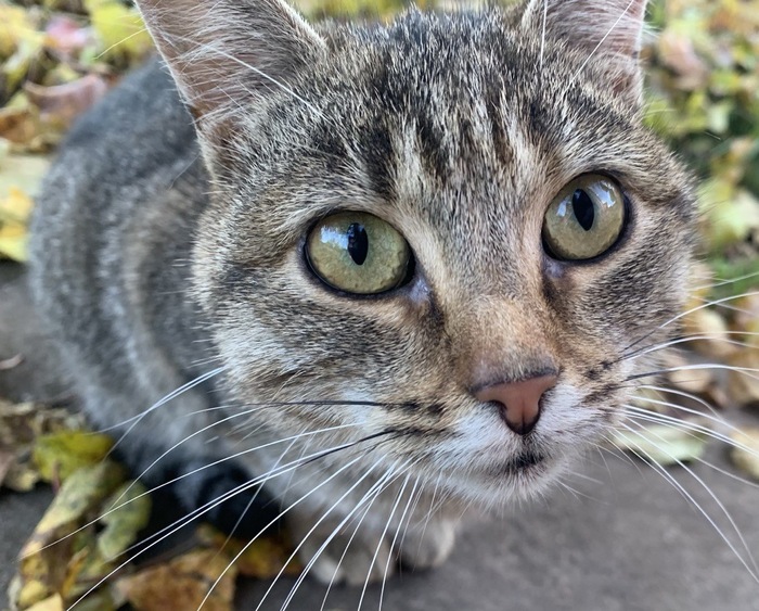    &quot;,   ,   &quot;