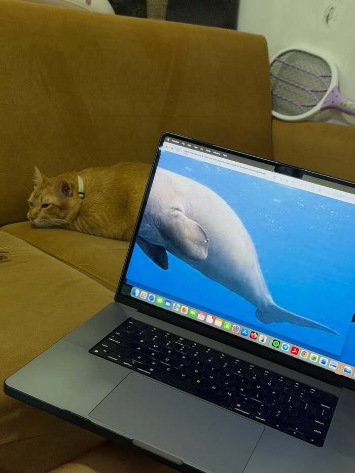 <!--noindex--><a href="https://pikabu.ru/story/tyulenitsya_13446814?u=https%3A%2F%2Fx.com%2FTheCatsX%2Fstatus%2F1994564212782211075&t=https%3A%2F%2Fx.com%2FTheCatsX%2Fstatus%2F1994564212782211075&h=c2a986f377d36447b1e841d17b1041256ea69f4d" title="https://x.com/TheCatsX/status/1994564212782211075" target="_blank" rel="nofollow noopener">https://x.com/TheCatsX/status/1994564212782211075</a><!--/noindex-->