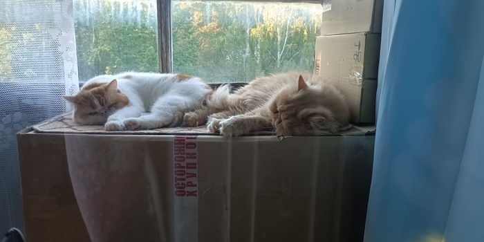    &quot;,   ,   &quot;