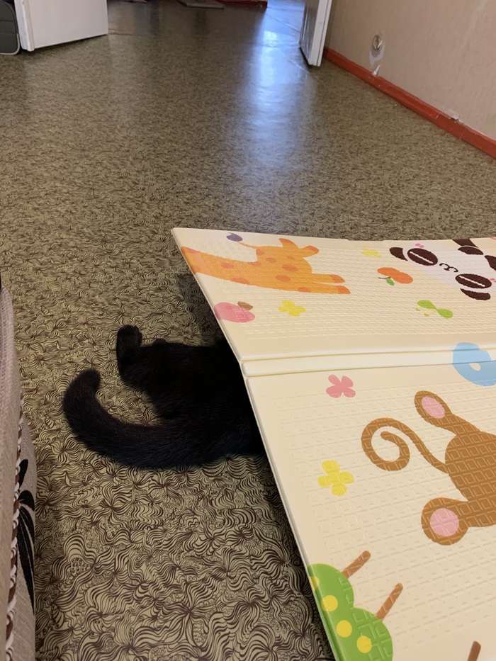 Ответ на пост «"Подтвердите, что вы пикабушник, добавив фото кота"»