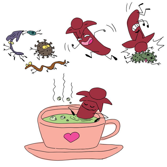 Гвоздика борется с грибками и вирусами, в народной медицине используются настои и чаи с гвоздикой