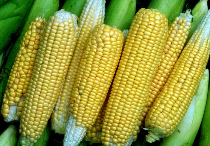 photo by <!--noindex--><a href="https://pikabu.ru/story/pryigayushchie_genyi_i_raznoobrazie_kukuruzyi_13447874?u=http%3A%2F%2Fdiscover.hubpages.com&t=discover.hubpages.com&h=77b727d6ed943180c5ba83ca111d193db8b72337" title="http://discover.hubpages.com" target="_blank" rel="nofollow noopener">discover.hubpages.com</a><!--/noindex-->