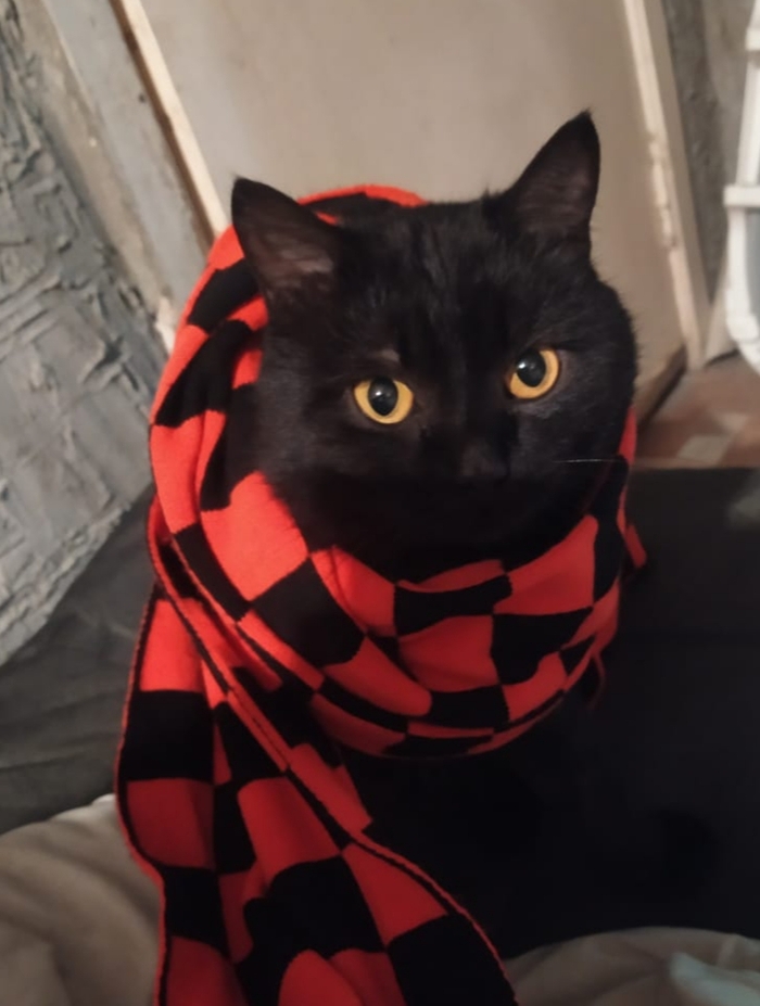 Ответ на пост «"Подтвердите, что вы пикабушник, добавив фото кота"»