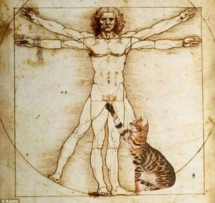 Коты. Что с них взять