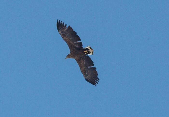 Орлан-белохвост, молодой