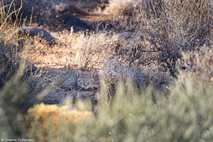 В палящий зной степная кошка нашла убежище в тени
