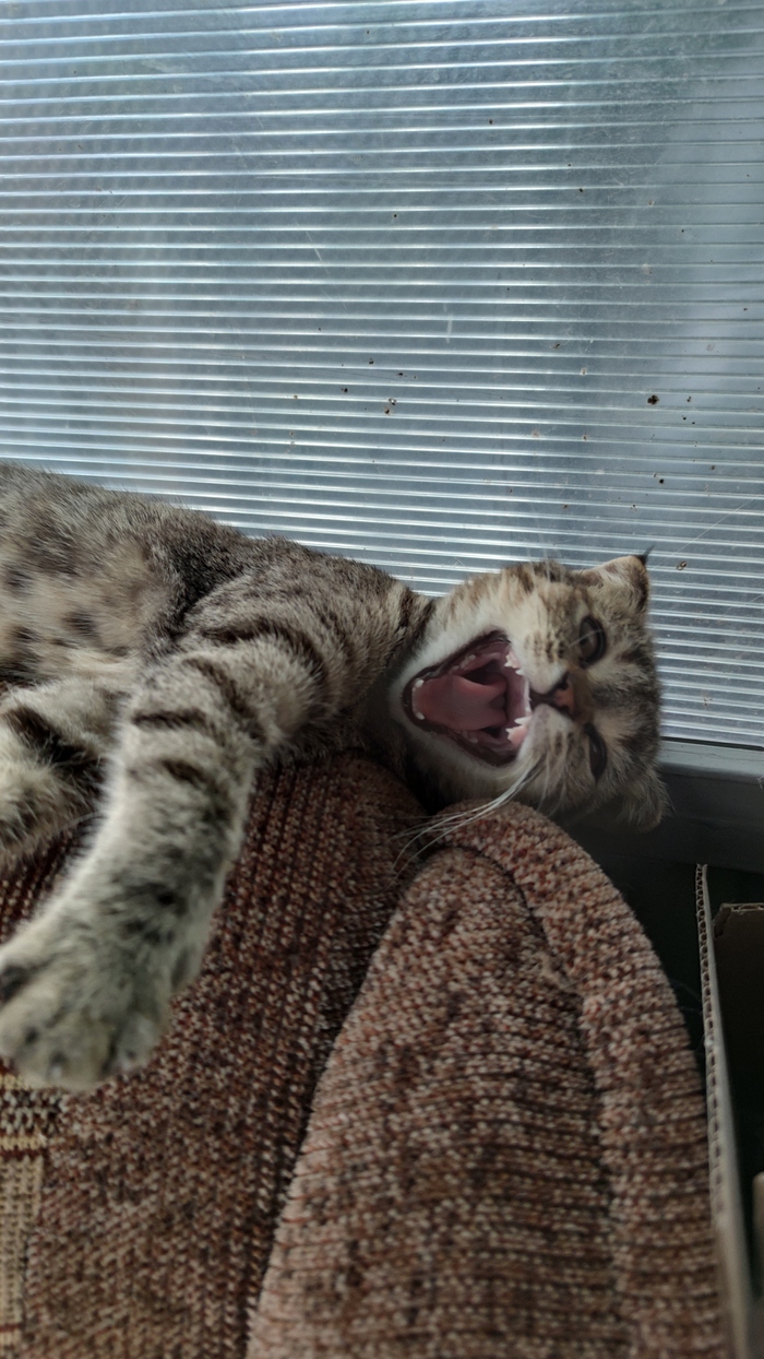    &quot;,   ,   &quot;