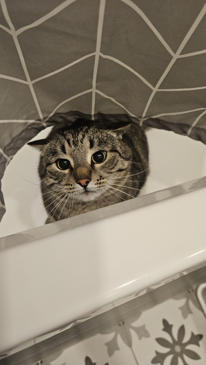    &quot;,   ,   &quot;