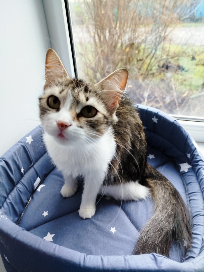 Ответ на пост «"Подтвердите, что вы пикабушник, добавив фото кота"»