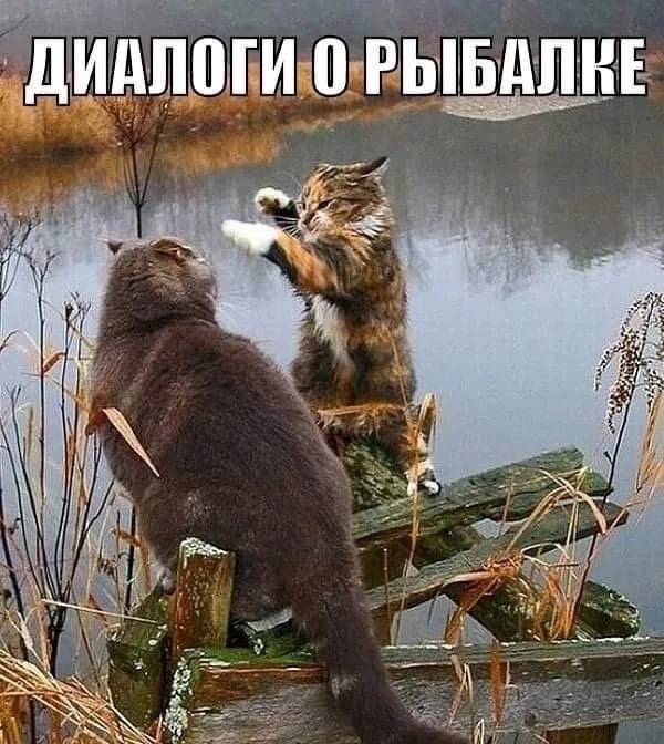 Из архивов- кот Ивана Затевахина рассказывает коту дядьКоли Дроздова о проблемах ловли тунца на манную кашу в водах пруда села Синие Липяги Воронежской области. 20.09.2012.