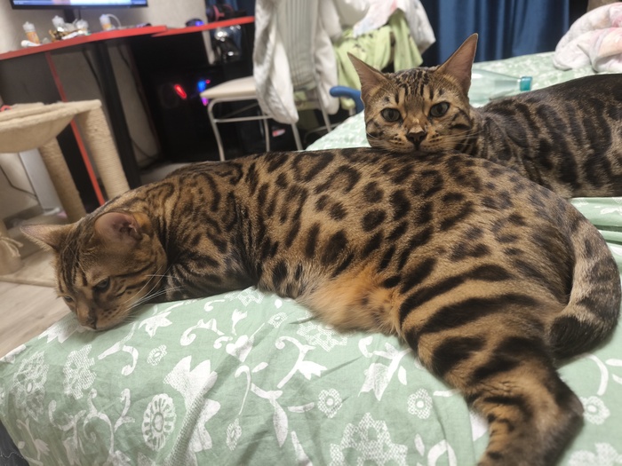 Ждут, когда поиграют