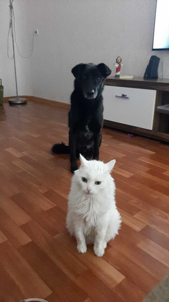 Мой кот рыжик