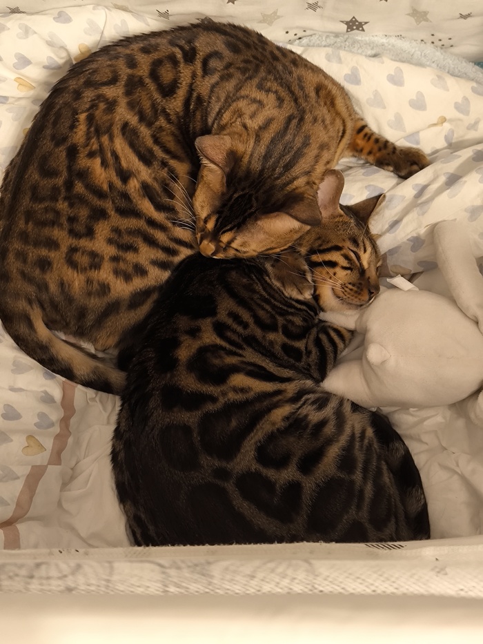 Сладко спят 😊