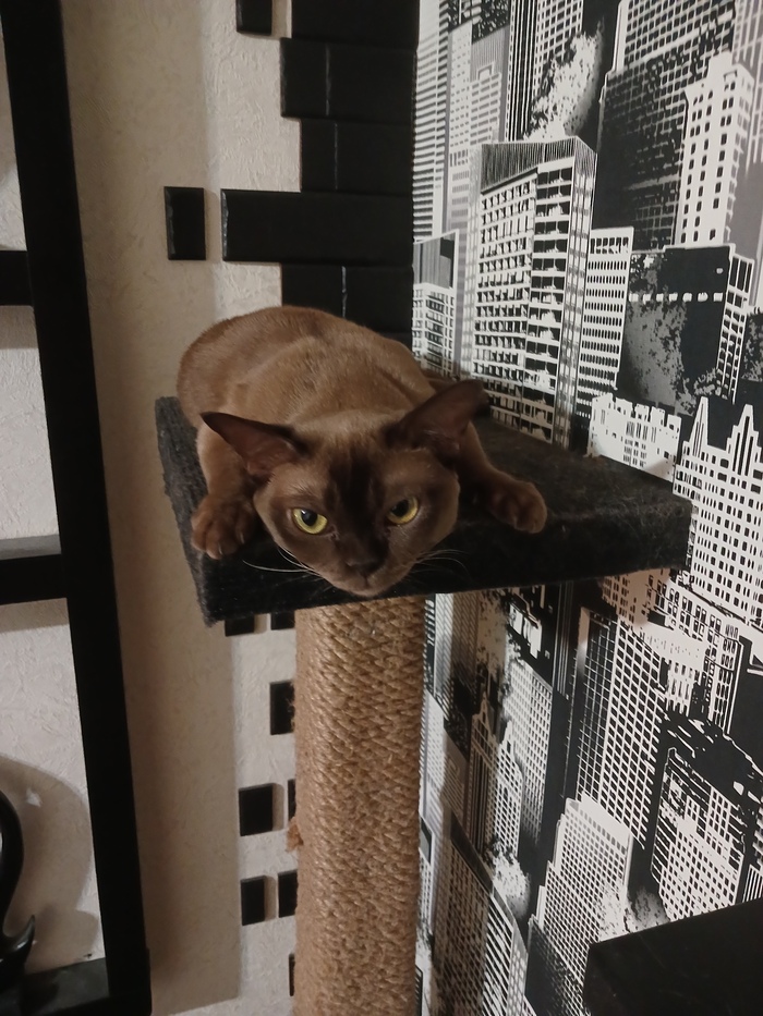  CATALEXFM  &quot;,   ,   &quot;