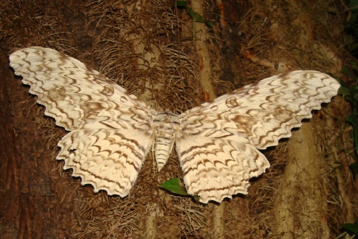   (Thysania agrippina).