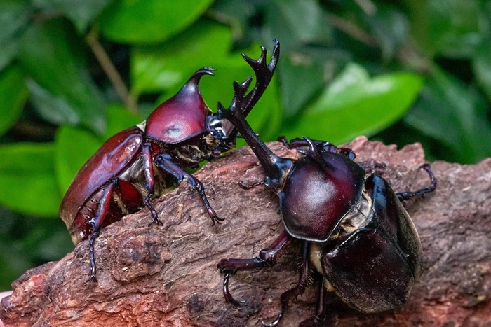  - (Trypoxylus dichotomus).