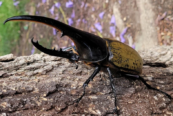 - (Dynastes hercules).