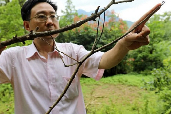  Phryganistria chinensis,        .