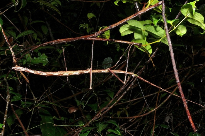 Phobaeticus kirbyi,  Phobaeticus chani.