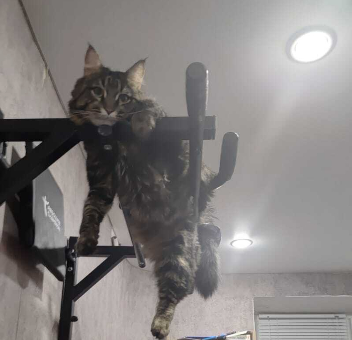 Мне так удобно. Сам запрыгивает