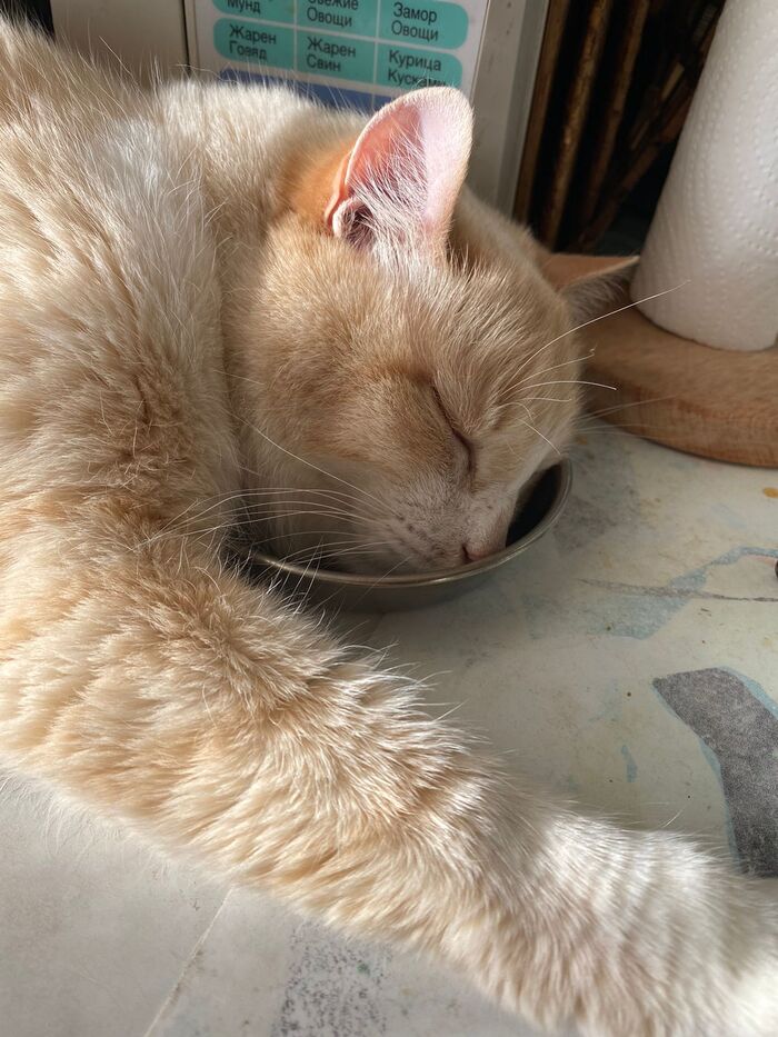    &quot;,   ,   &quot;