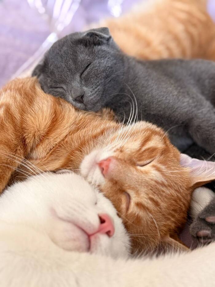  ABOKATO  &quot;,   ,   &quot;