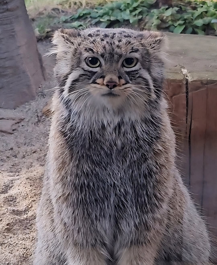 Грустная Абрикос